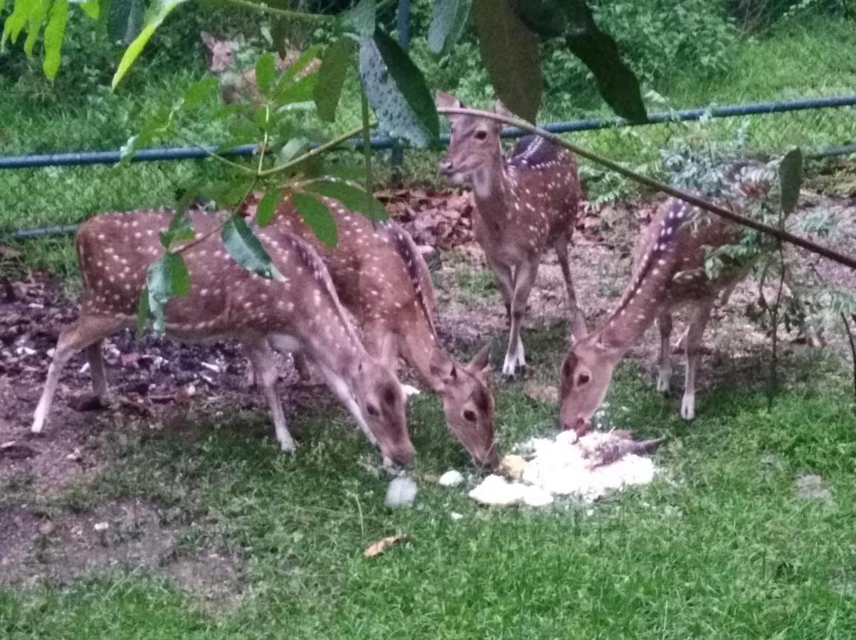 Готель Deer Garden Guest Полоннарува Екстер'єр фото