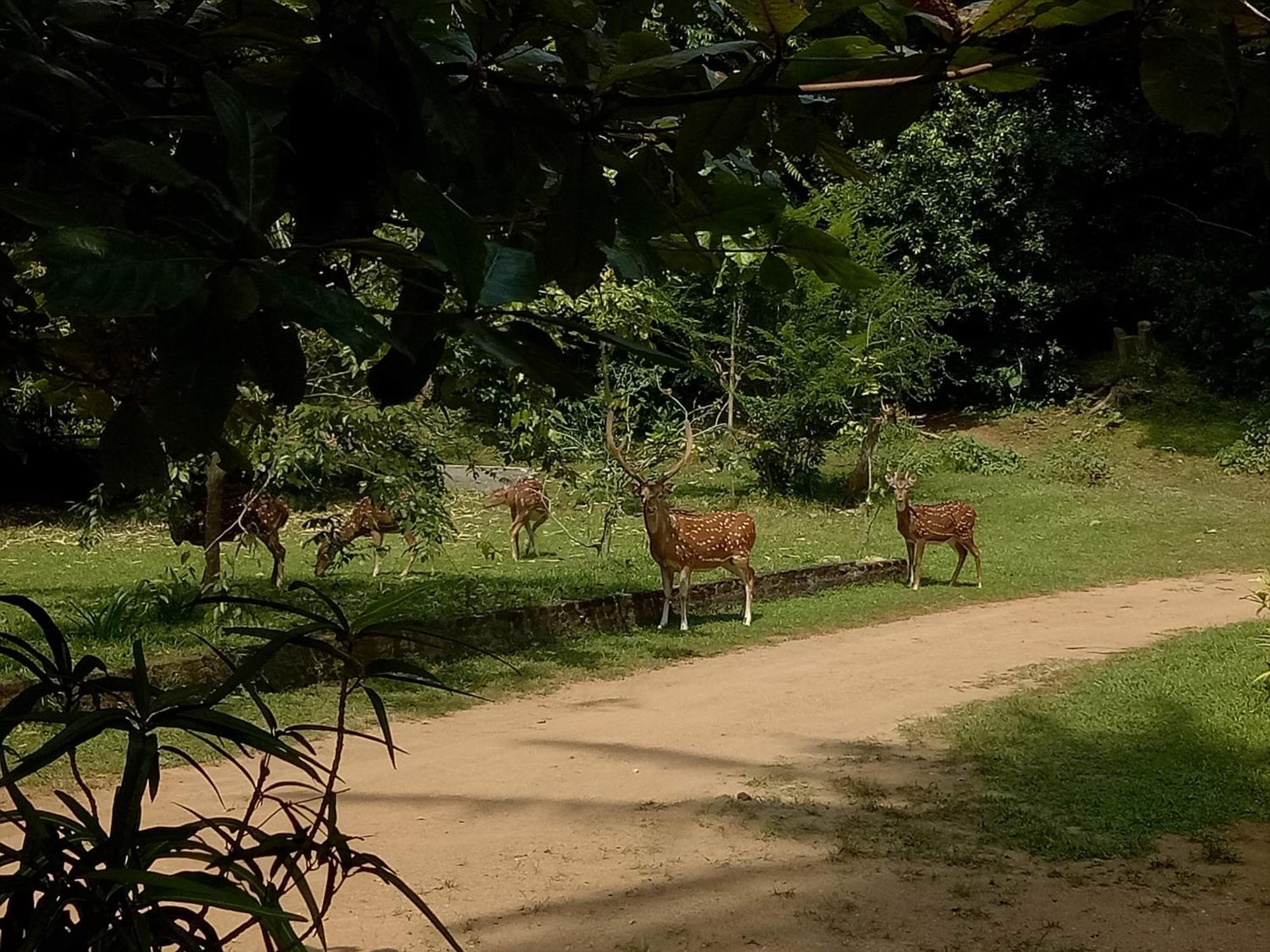 Готель Deer Garden Guest Полоннарува Екстер'єр фото